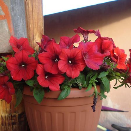 Agriturismo La Fattoria San Donato Val di Comino Buitenkant foto